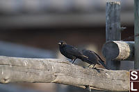 Brewers Blackbird On Fence Rail