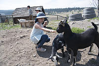Claira Feeding Two Goats
