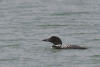 Common Loon Close To Shore