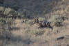 Male Bighorn Sheep In Sagebrush