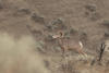 Male Bighorn Sheep Walking By