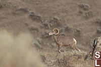 Male Bighorn Sheep Walking By