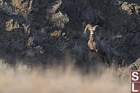 Male Bighorn Sheep Watching From Safe Point