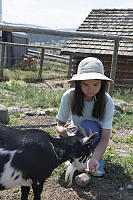 Nara Feeding Goat