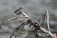 Spotted Sandpiper Lakeside