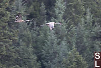 Two Sandhill Cranes Flying By