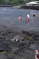 Turtle With People Behind