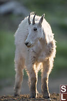 Tufted Mountain Goat In Early Sun