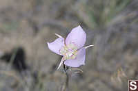 Another Purple Flower