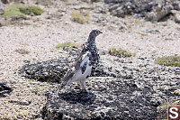 Ptarmigan