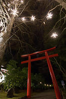 Torii With Lit Trees