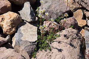 Flowers Growing In Scree