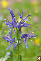 Common Camas