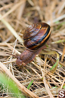 Snail Climbing Over Straw