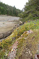 Stone Crop And Rock