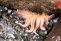 Sunflower Star Falling Off Rock