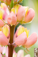 Pink And Yellow Lupine