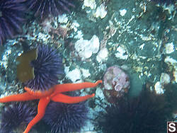 Blood Star With Purple Sea Urchins