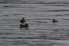 Tufted Puffins Swimming