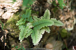 Some Light Green Fern