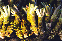 Trimmed Wasabi