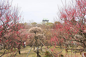Red Plum Blossoms
