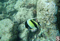 Fish Tank Fish