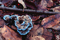 Blue Growing Out Of Ground