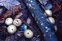 Buff Ball Mushrooms