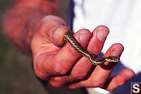 Garter Snake In Hand