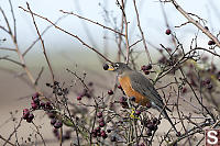 American Robin Eating Hawthorn