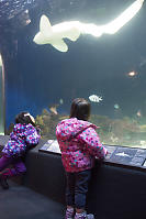 Kids Looking Up At The Shark