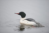 Male Common Merganser