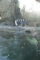 Penguins With Trees In The Background