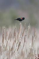 Red Winnged Blackbird From Reeds