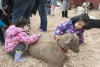 Brushing Brown Goat