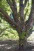 Nara Climbed Tree