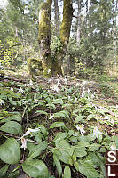 Patch Of Lilies In Forest