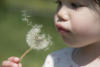 Claira With Dandelion Seeds Coming Loose