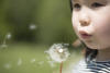 Nara Blowing Dandelion Seed Head