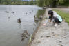 Claira Feeding Baby Mallards