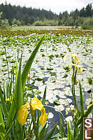 Irises By Beaver Lake