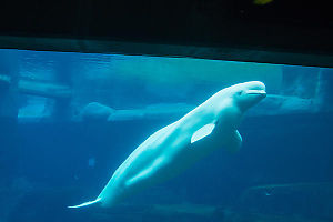 Beluga Looking In At Us