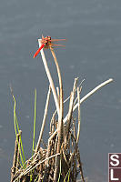 Cardinal Meadowhawk On Reed