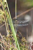Four Spotted Skimmer