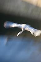 Great Blue Heron Off The Dock