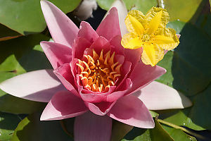 Pink And Yellow Lilies