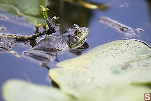 Bullfrog Covered In Bugs