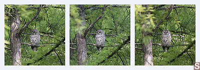 Barred Owl Triptych