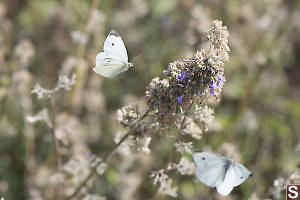 Cabbage White Flying In